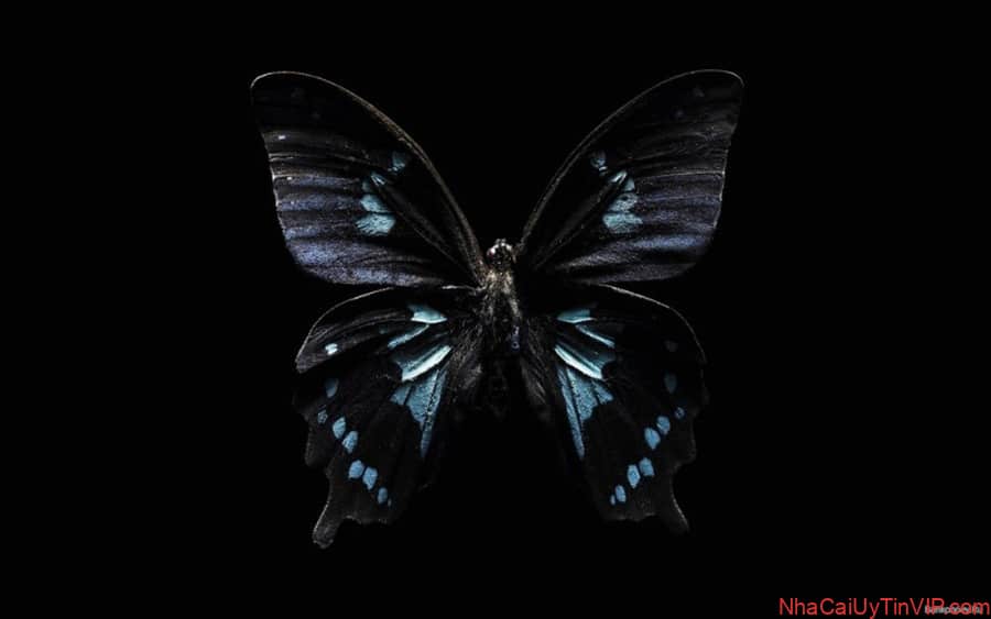 Giải mã hiện tượng bướm đen bay vào nhà