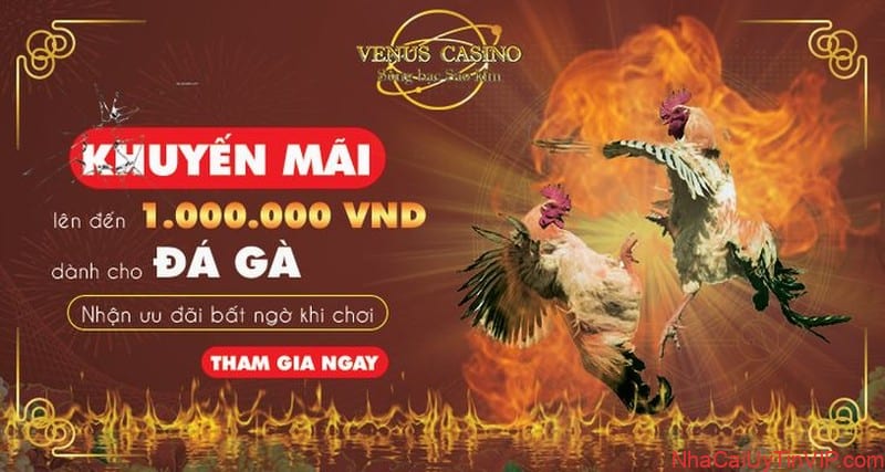 Venus Casino - Tập đoàn cá cược đa ngành tại Campuchia